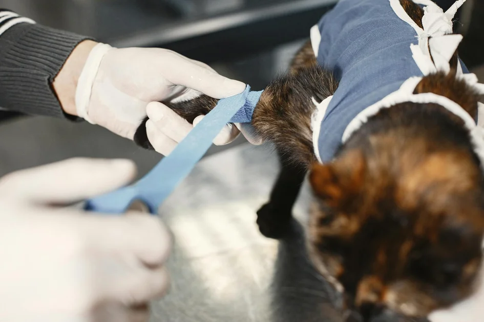 Understanding Veterinary Coverage Mechanisms